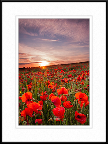 a blooming lovely evening